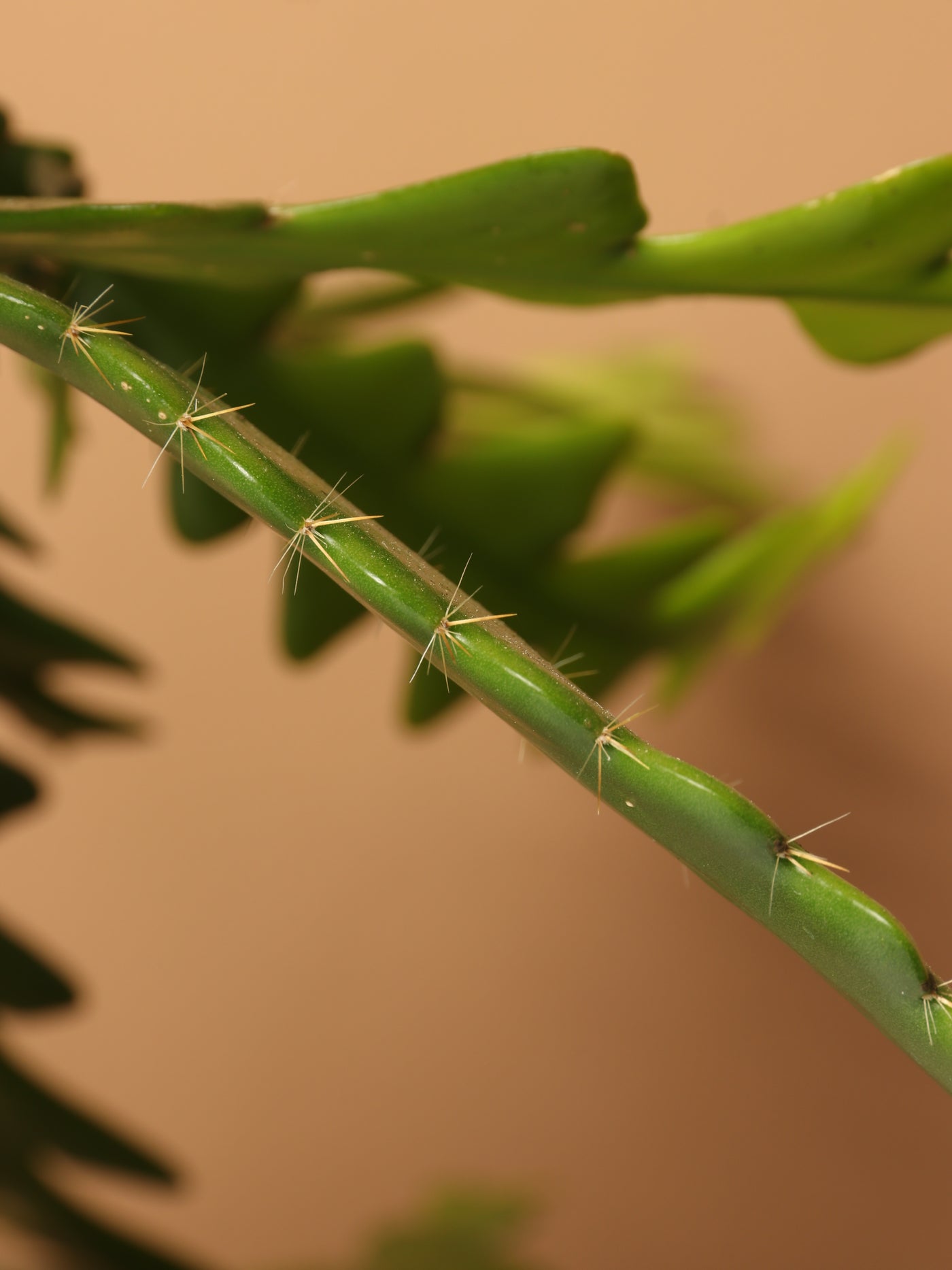 Hanging Fishbone Cactus