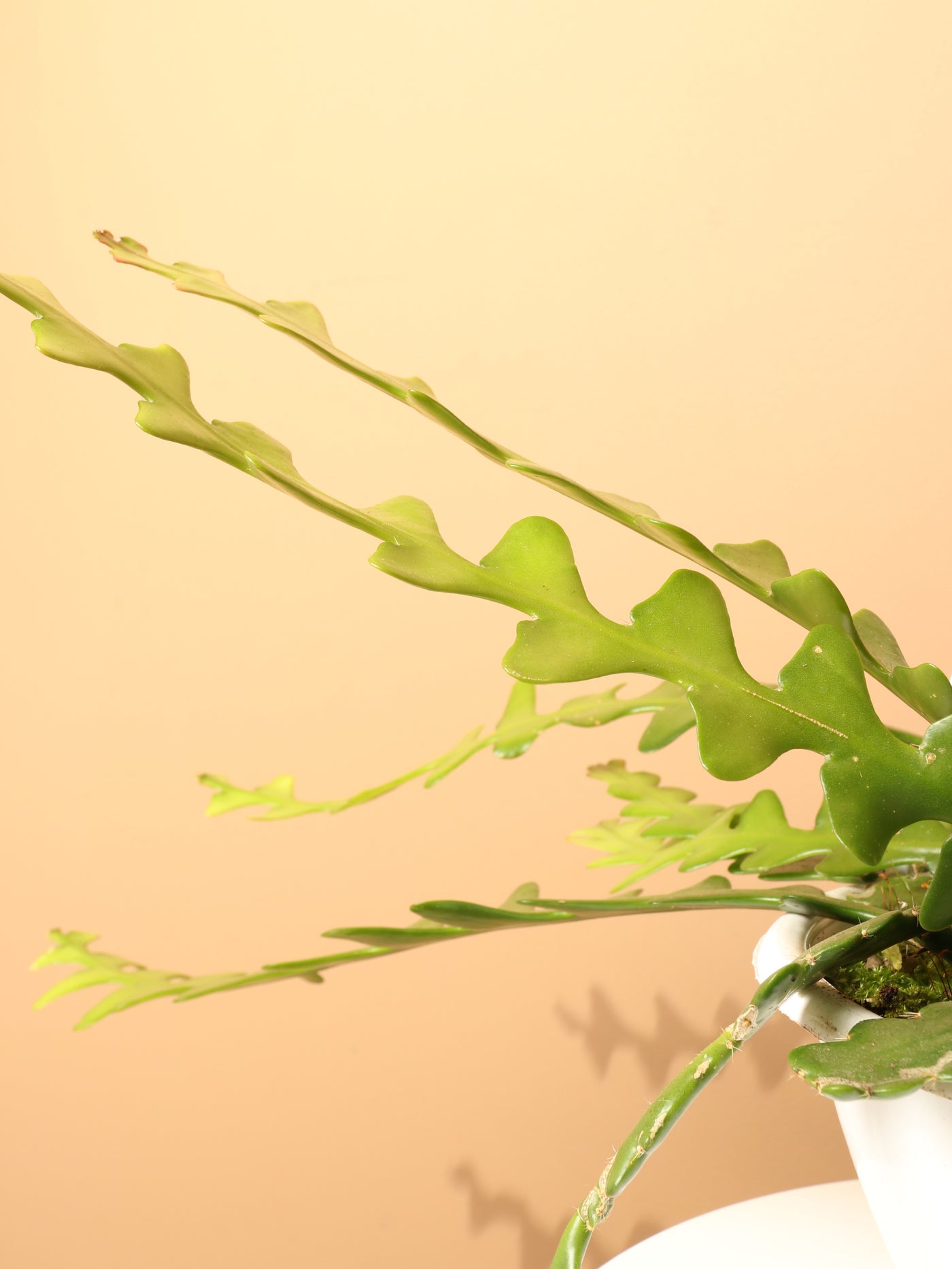 Hanging Fishbone Cactus