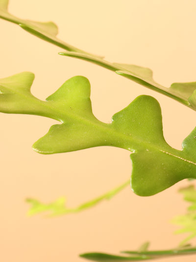 Hanging Fishbone Cactus