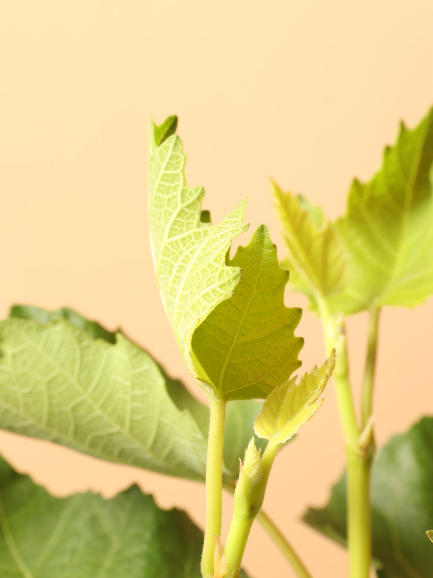 Medium Fig Tree