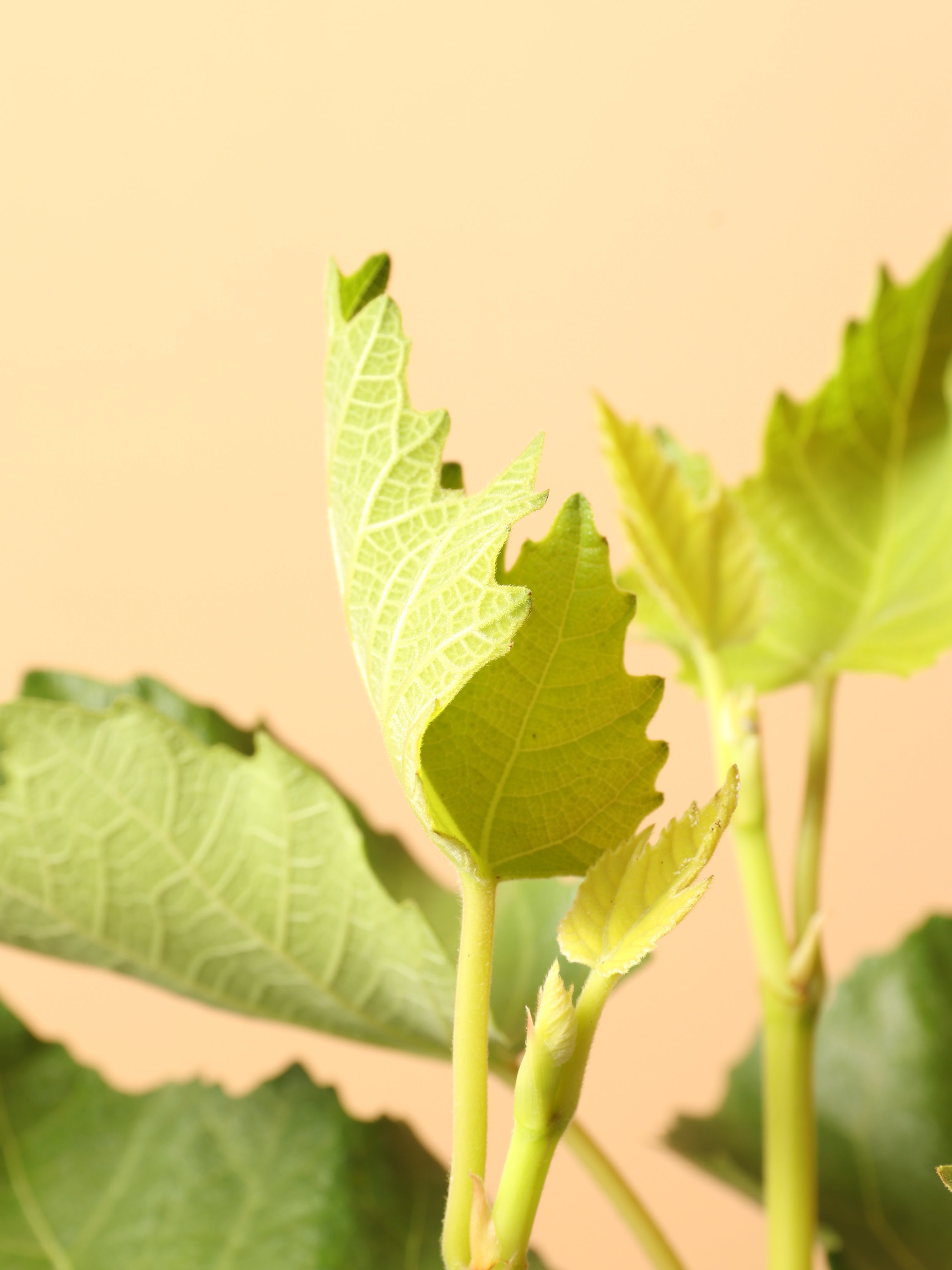 Medium Fig Tree