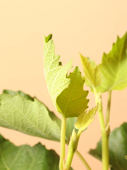 Medium Fig Tree
