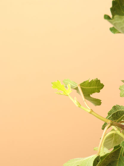 Medium Fig Tree