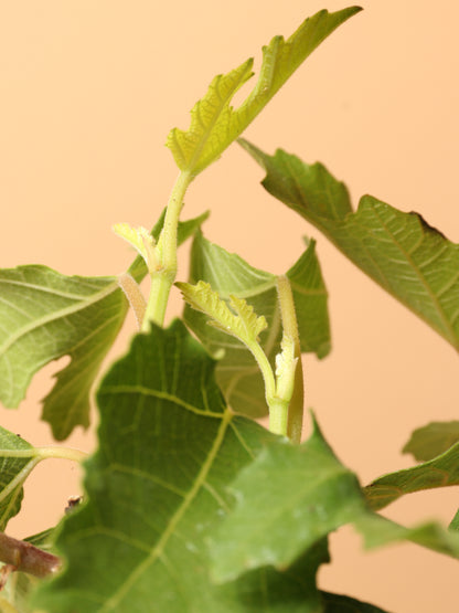 Medium Fig Tree