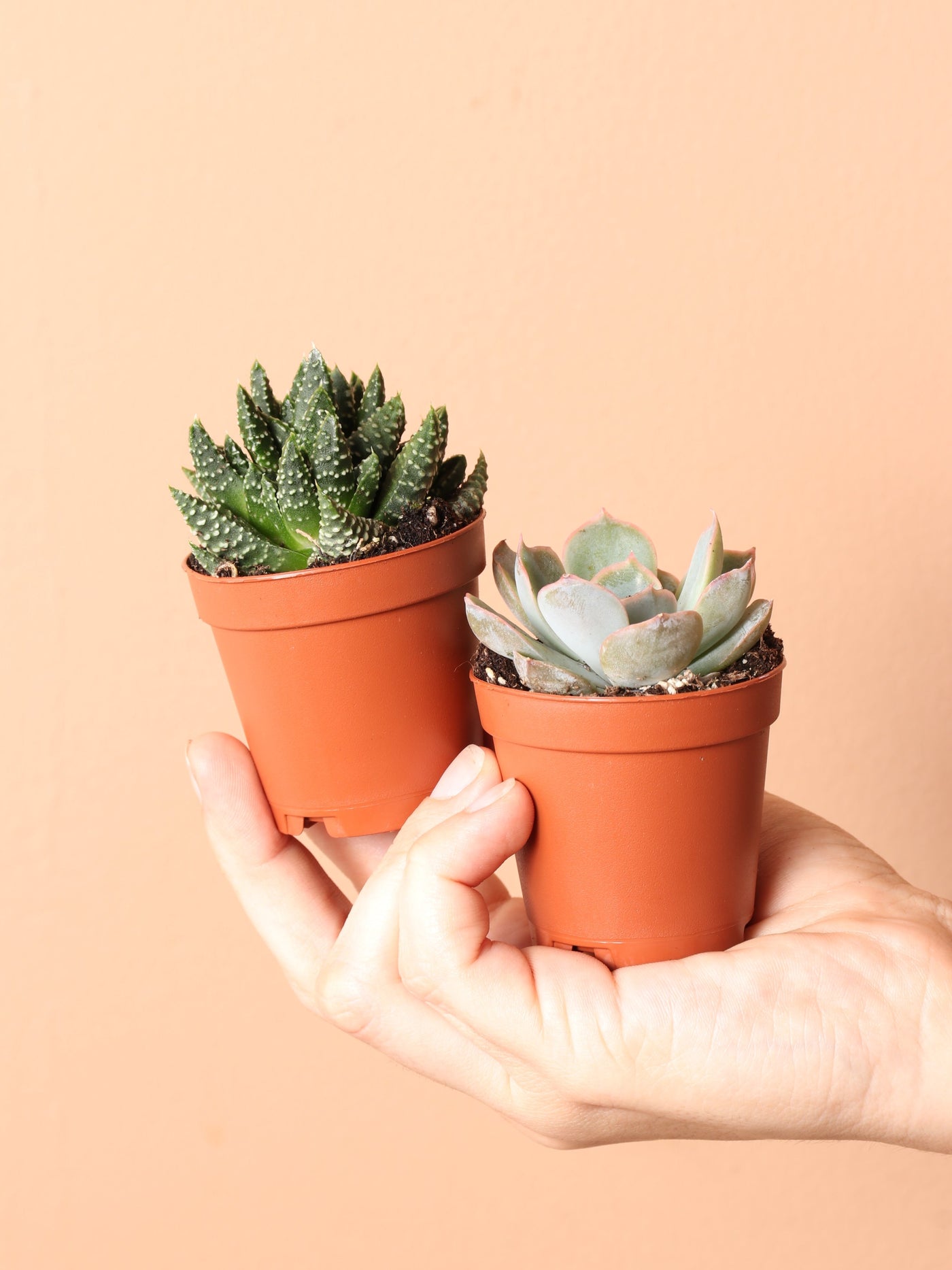 Mini Succulent Couple