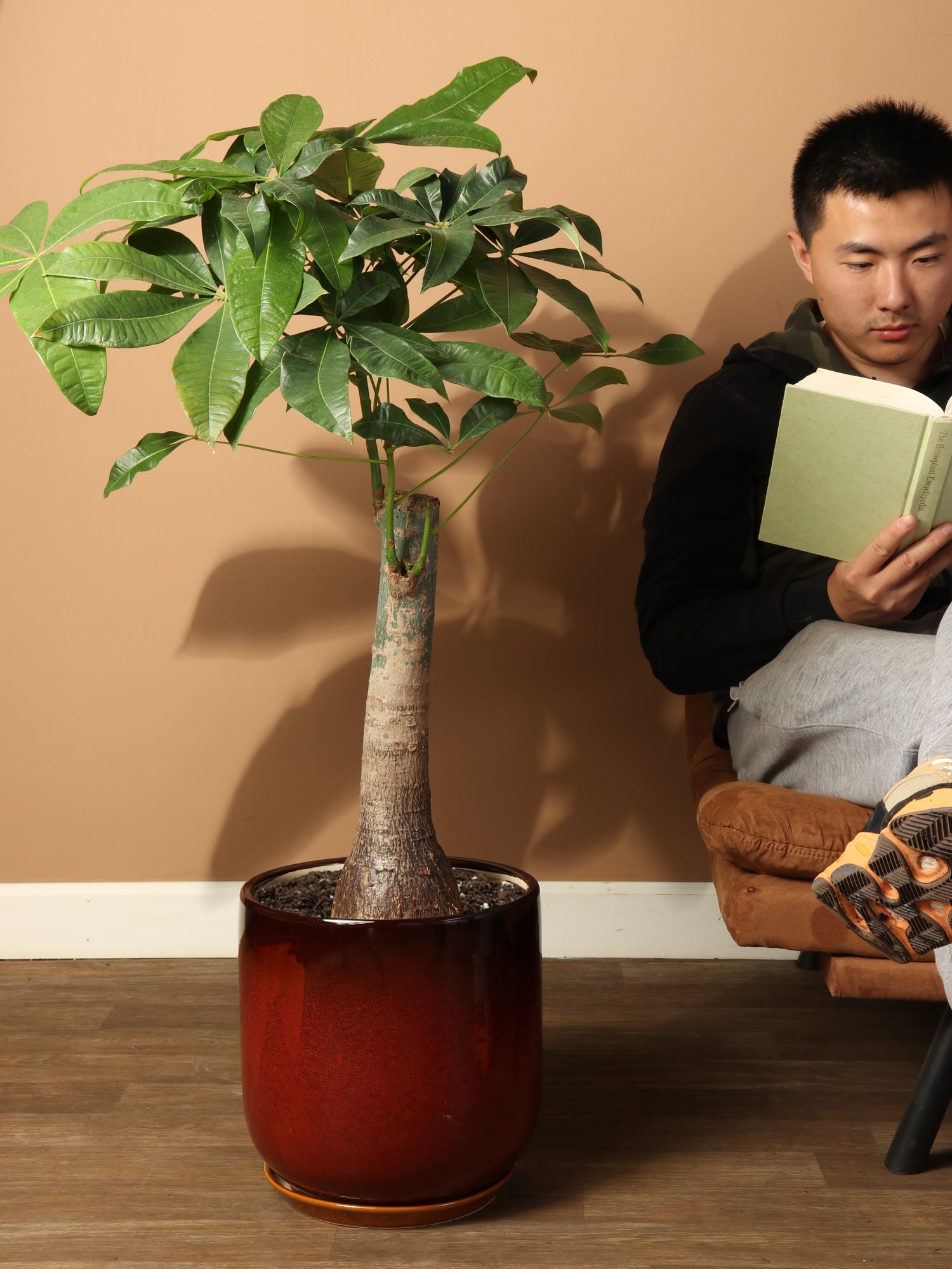 money tree overland Large Money Tree Stump