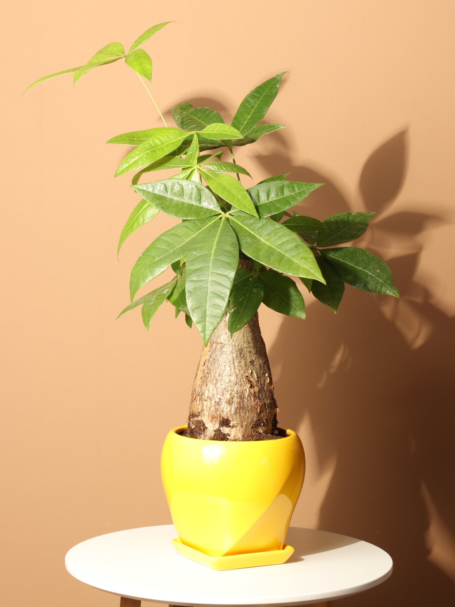 money tree plant low light Medium Money Tree Stump