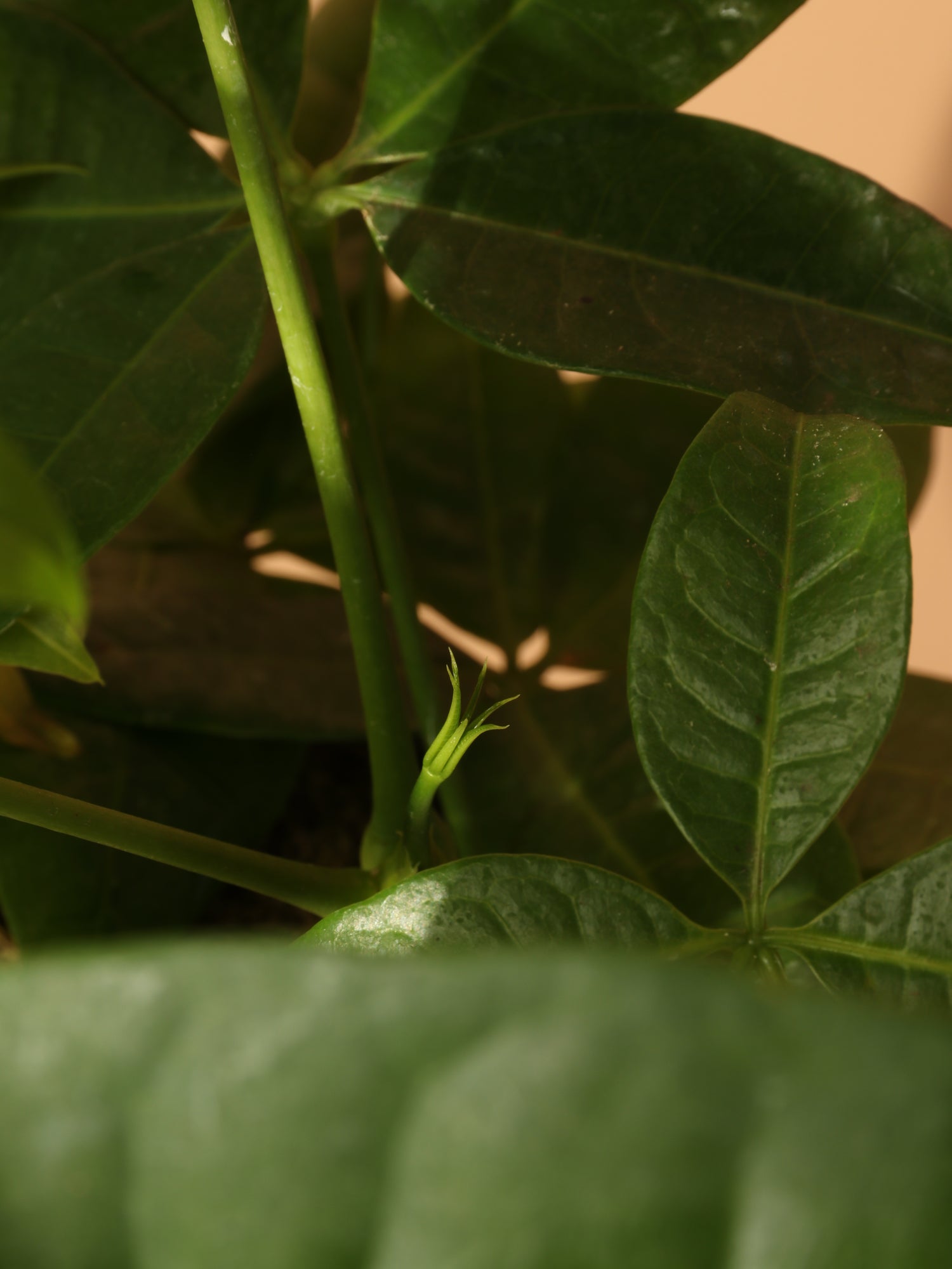 black spots on money tree trunk Buy Money Tree Stump Online | Low Light House Plant