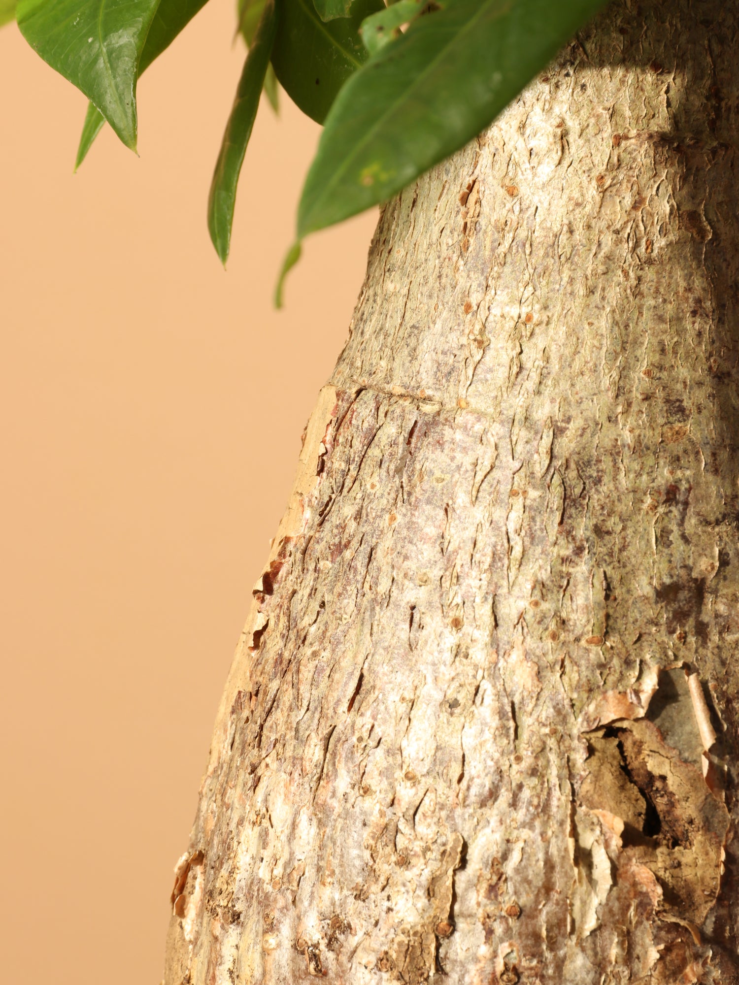 cut money tree trunk Buy Large Money Tree Stump Online | Large Indoor Plant