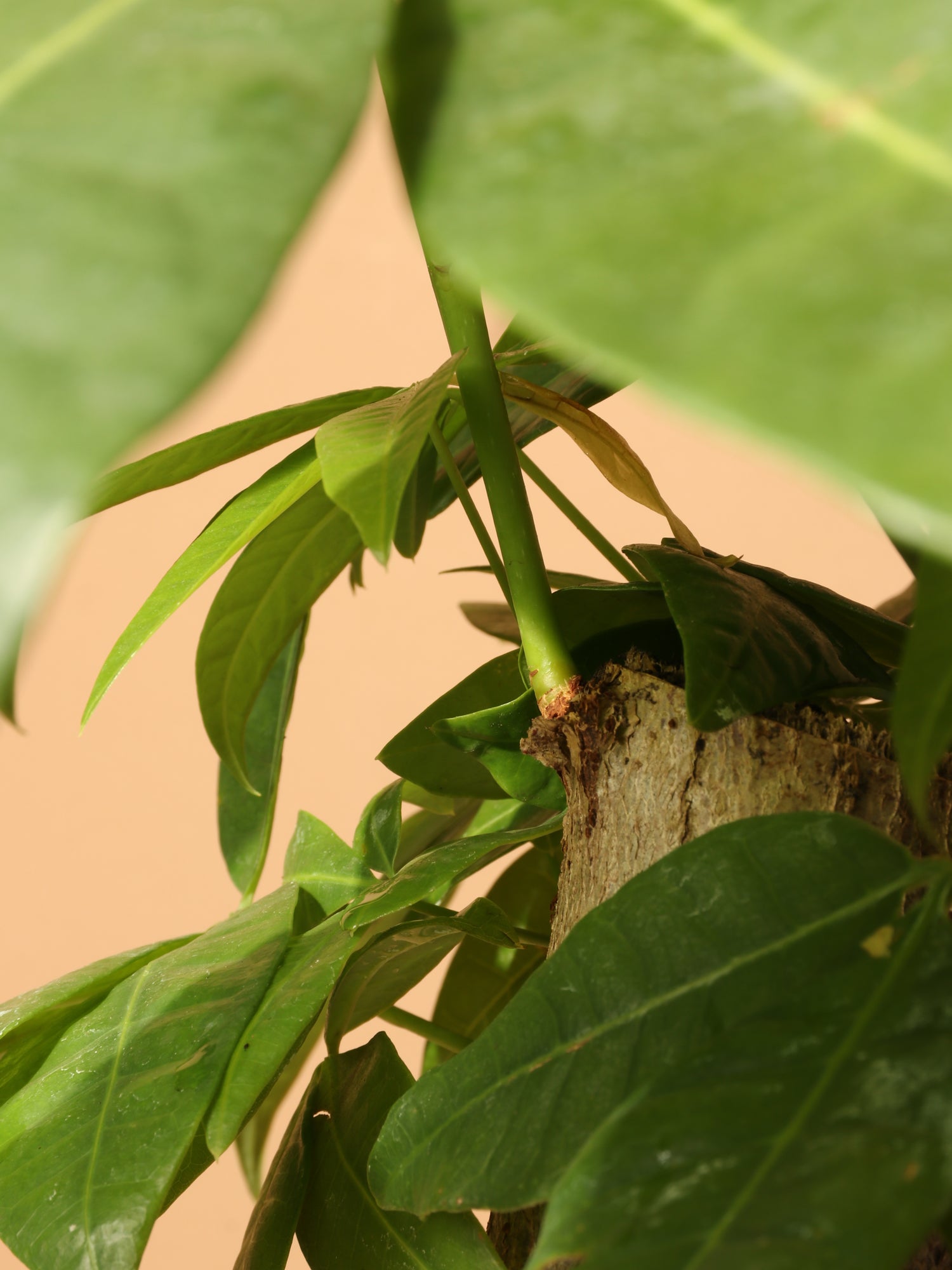 money tree leaves light green Buy Money Tree Stump Online | Low Light House Plant