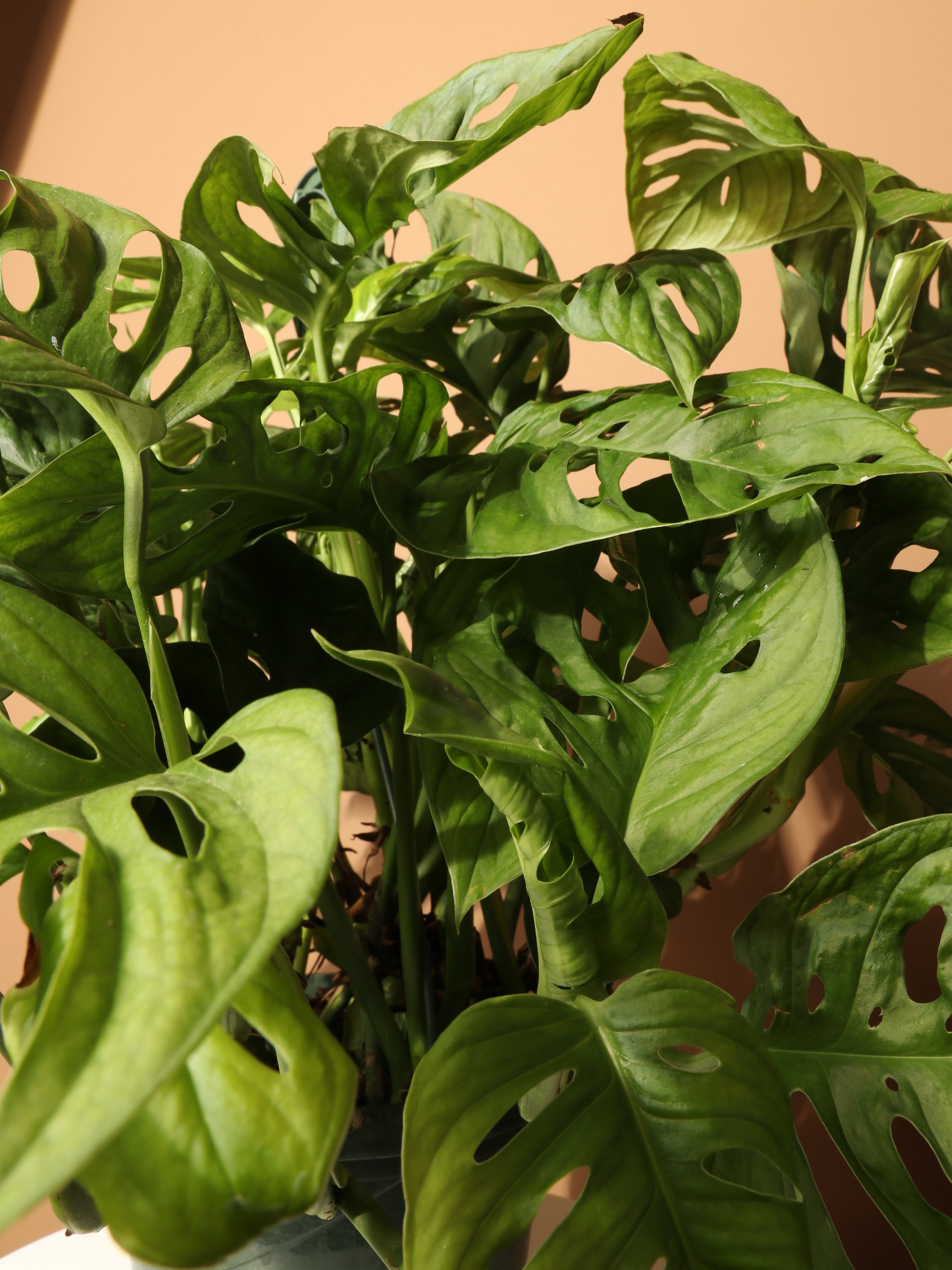 Hanging Philodendron Adansonii (swiss cheese)