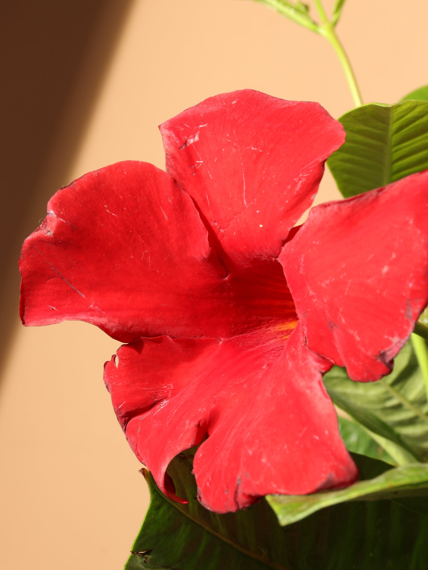 Full Size Mandevilla