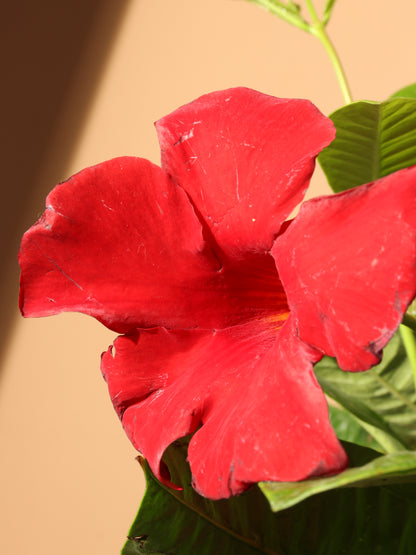 Full Size Mandevilla