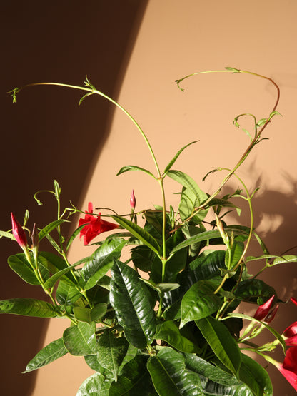 Full Size Mandevilla