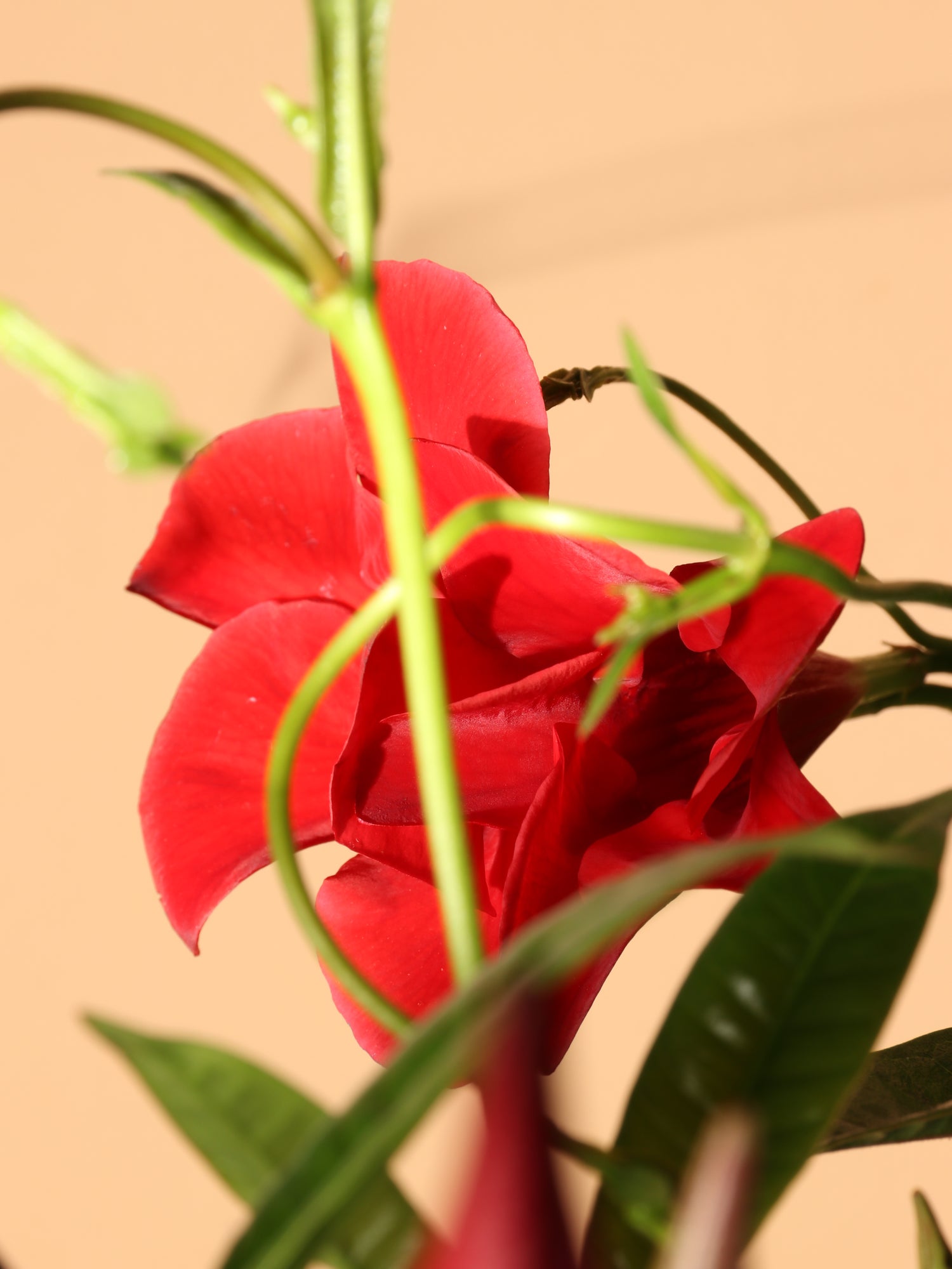 Full Size Mandevilla