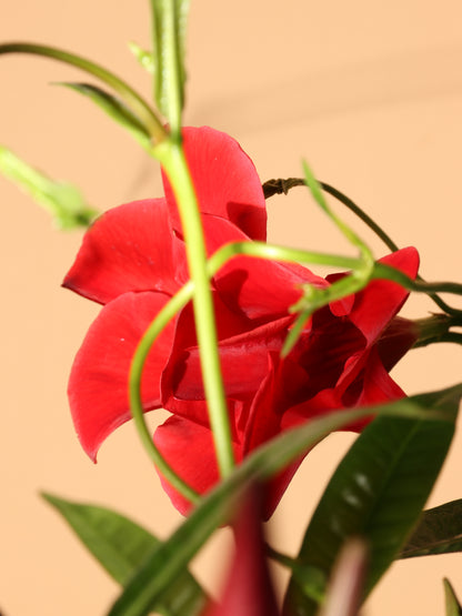 Full Size Mandevilla