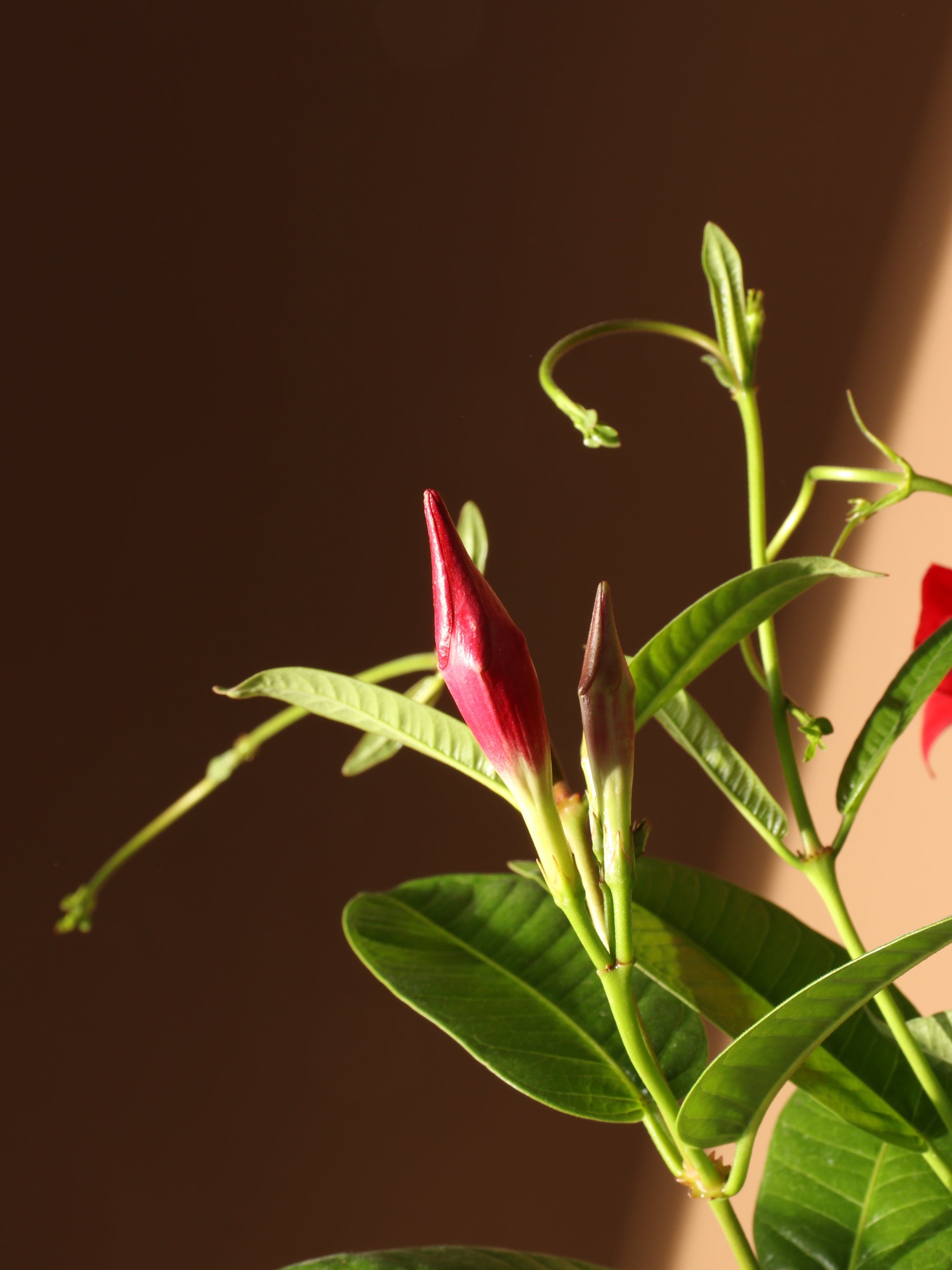 Full Size Mandevilla