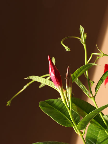 Full Size Mandevilla