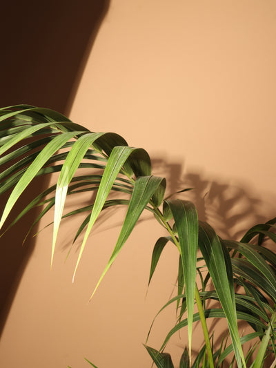 Large Kentia Palm