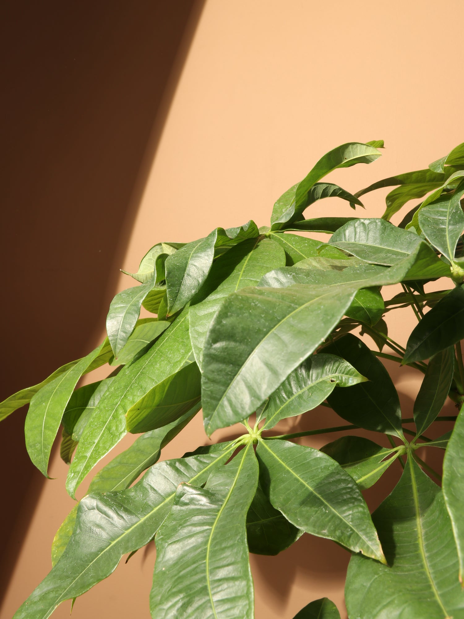 money tree too much sun Buy Money Tree Stump Online | Low Light House Plant