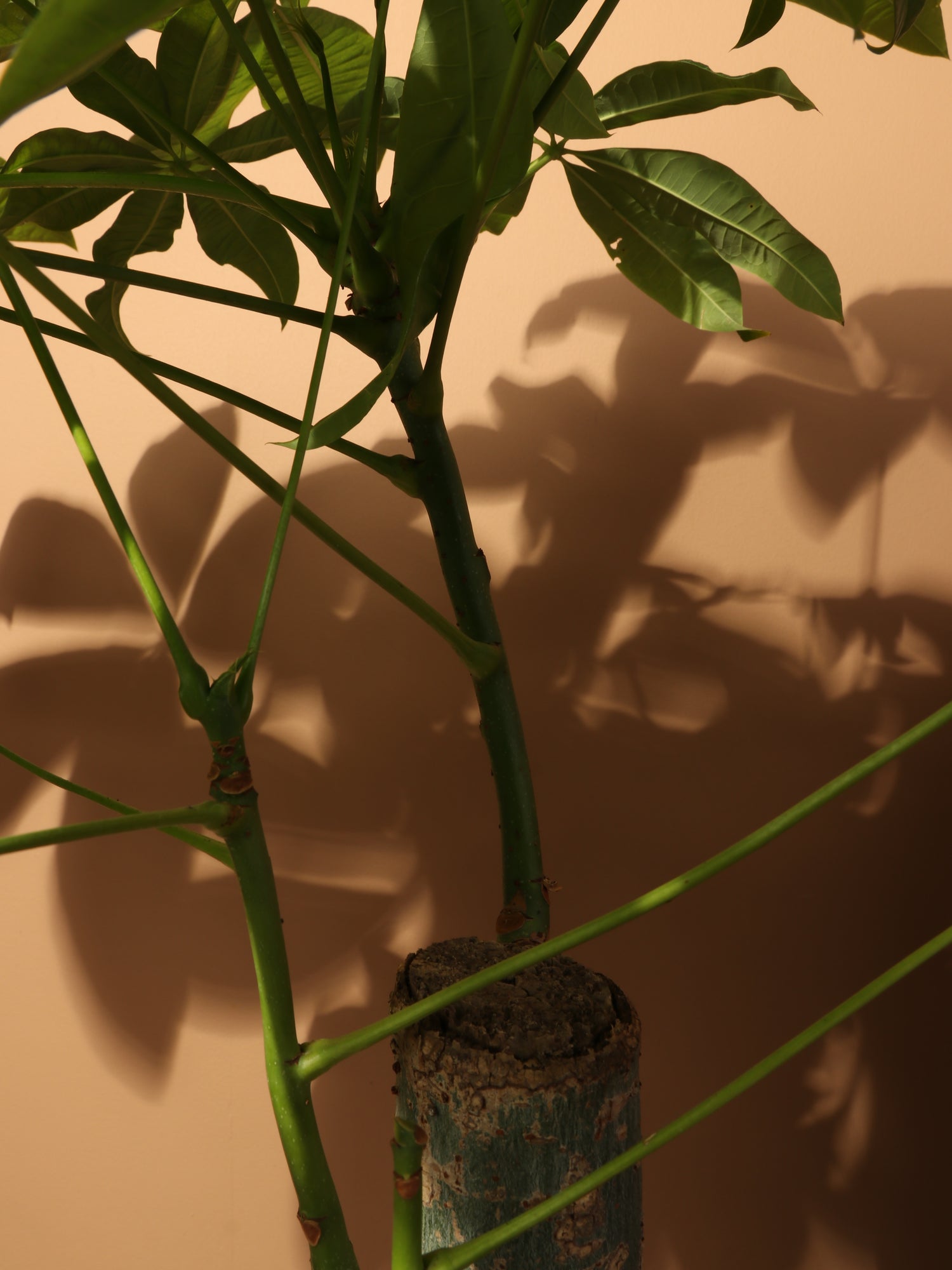 indoor urn planter Buy URN Smooth Finish Extra Large Planter Online main image 0