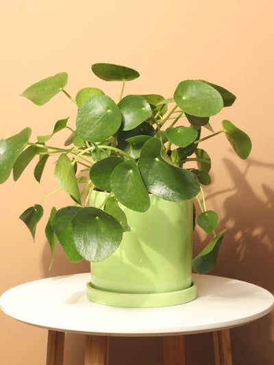 Medium Pilea Peperomioides