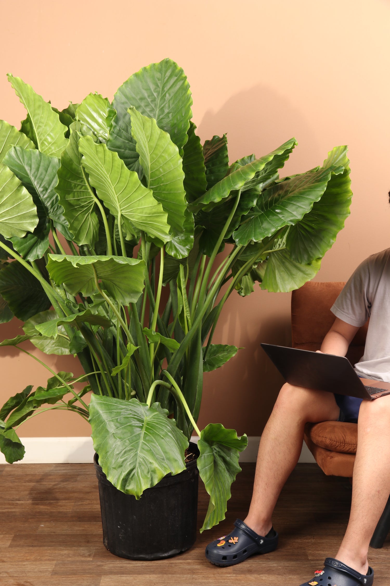 Full Size Alocasia &