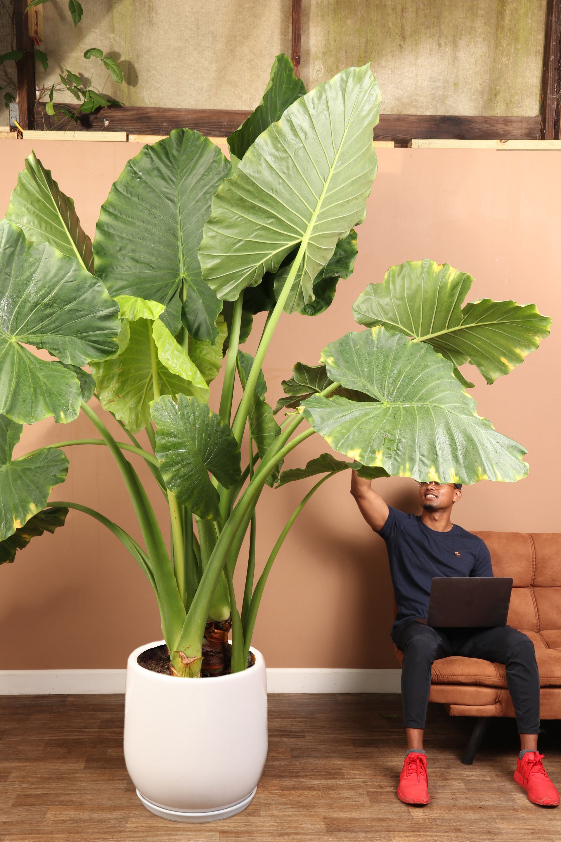 7-10FT Alocasia 'Odora' (Tall Version) – Dahing Plants