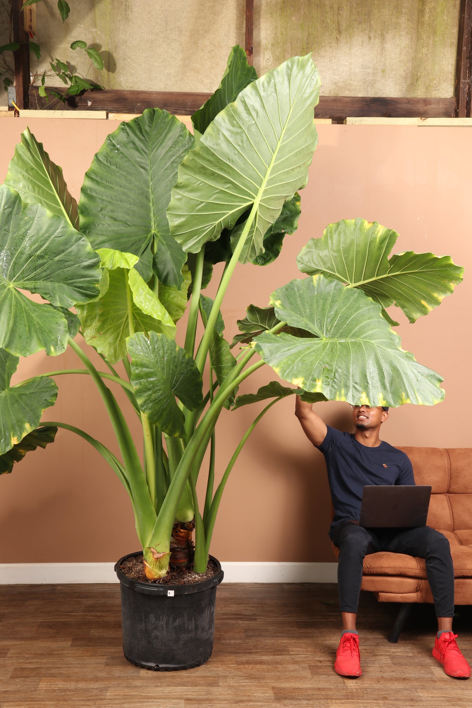 Huge Alocasia 'Odora' (Tall Version)