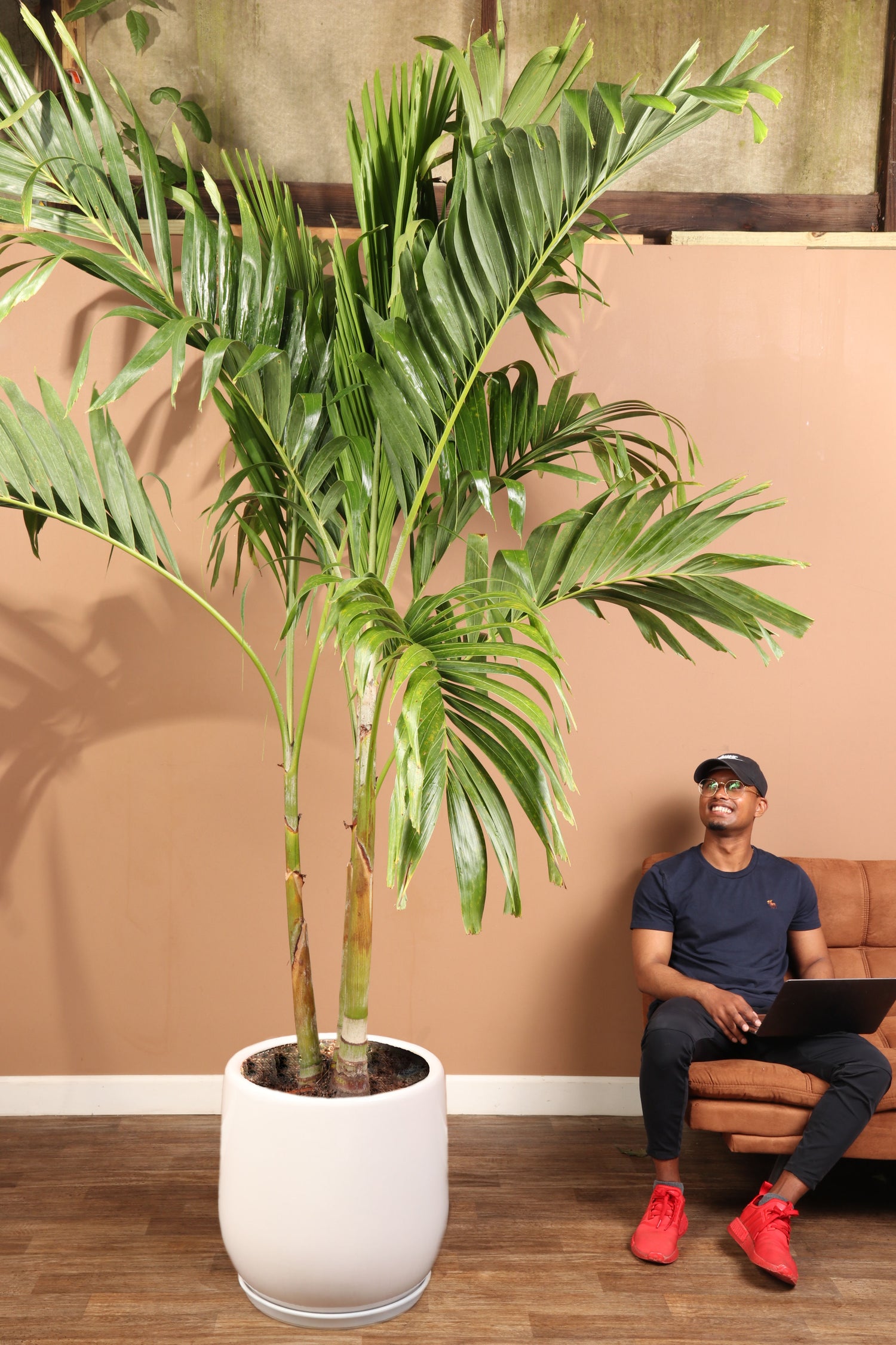 buy palm plants online Huge Adonidia Palm