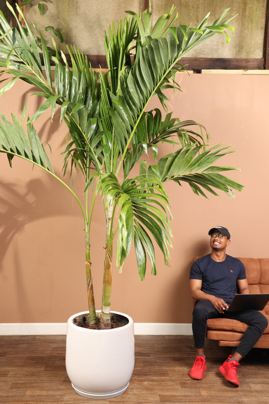 Huge Adonidia Palm