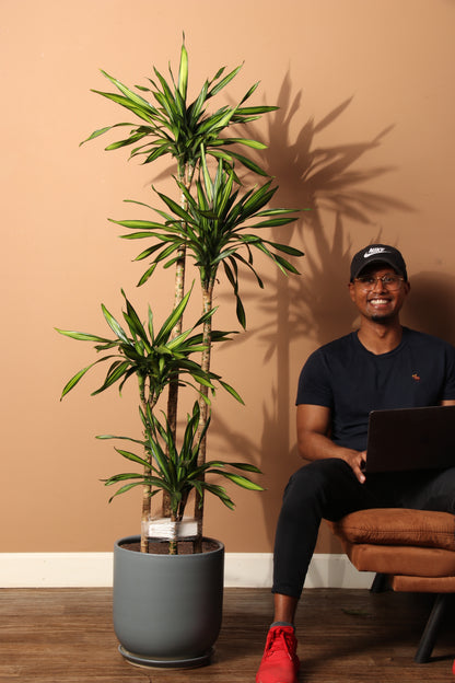 Large Dracaena Fragrans ‘Rikki’