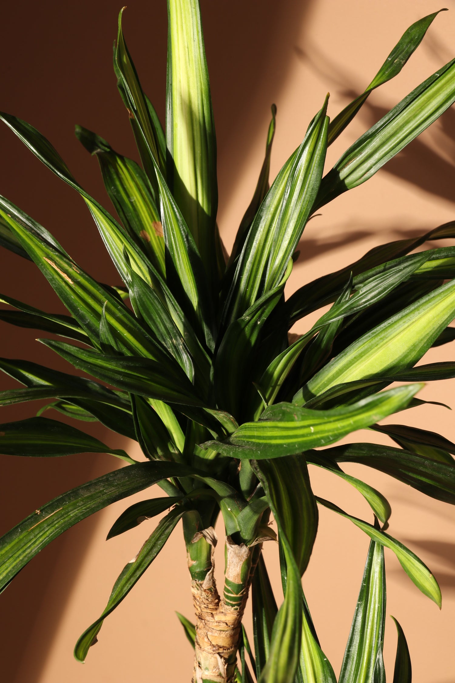 dracaena fragrans yucca Large Dracaena Fragrans ‘Rikki’