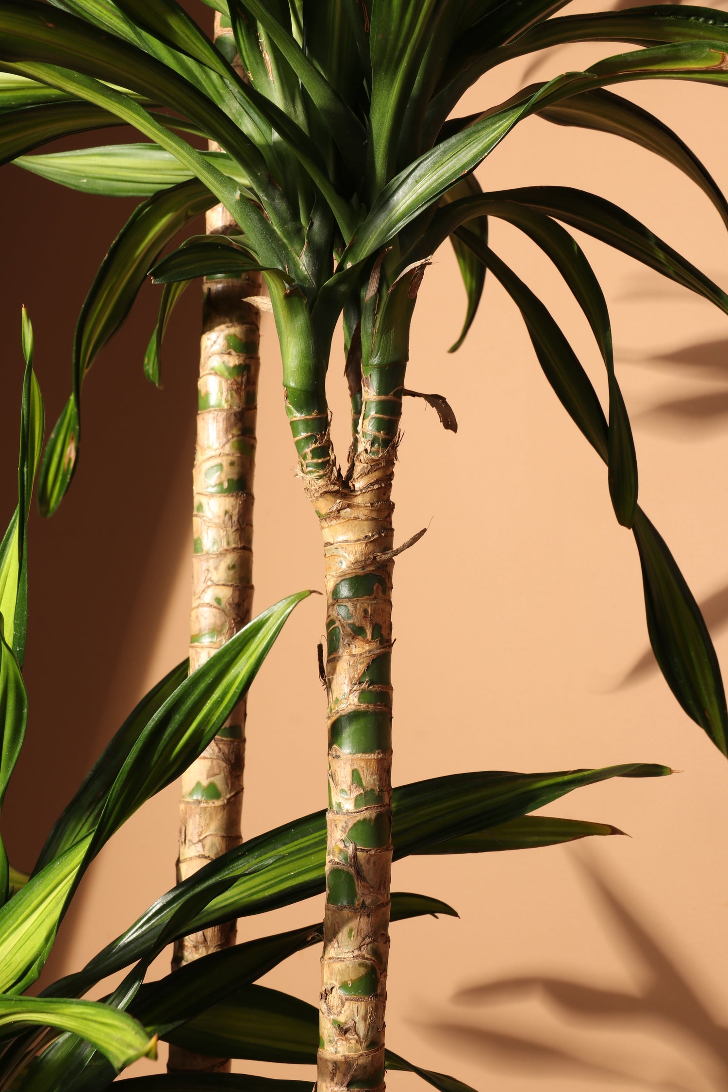dracaena fragrans yucca Large Dracaena Fragrans ‘Rikki’