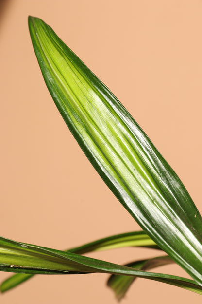 Large Dracaena Fragrans ‘Rikki’