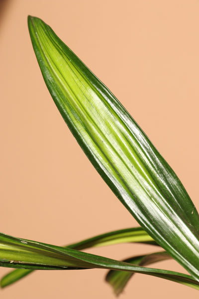 Large Dracaena Fragrans ‘Rikki’