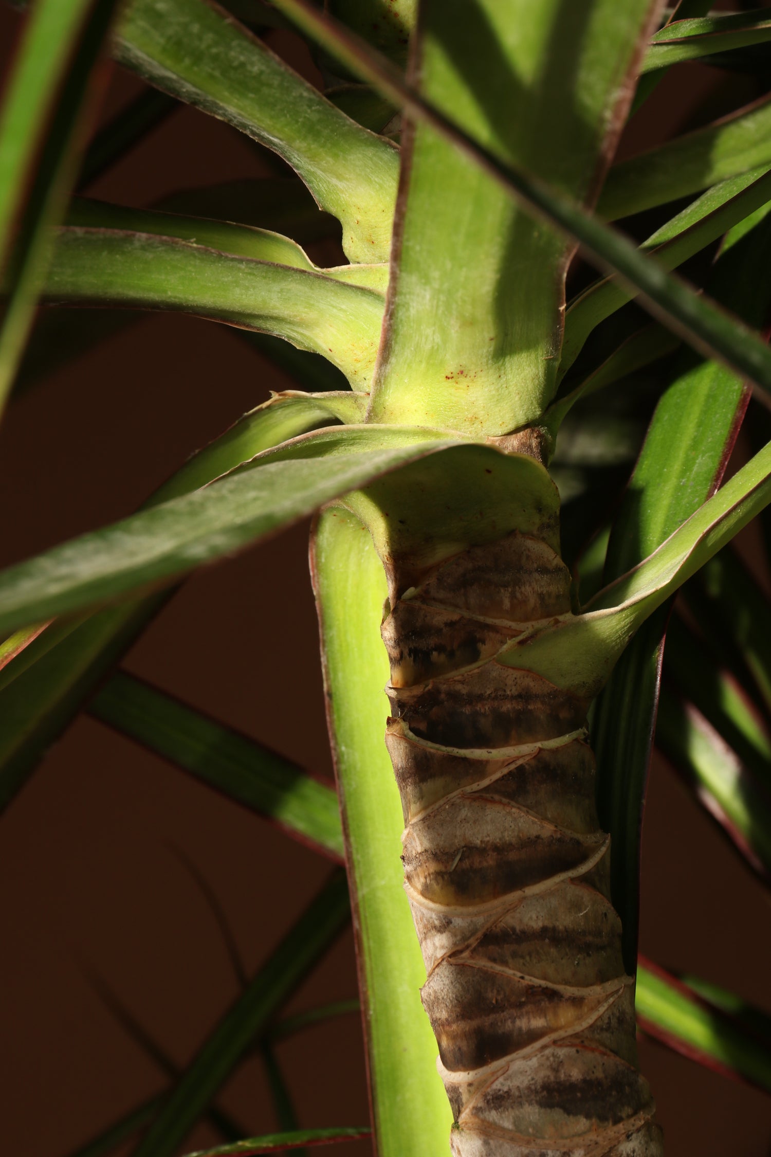 dracaena falling over Buy Dracaena Marginata Online | Large Indoor Plant