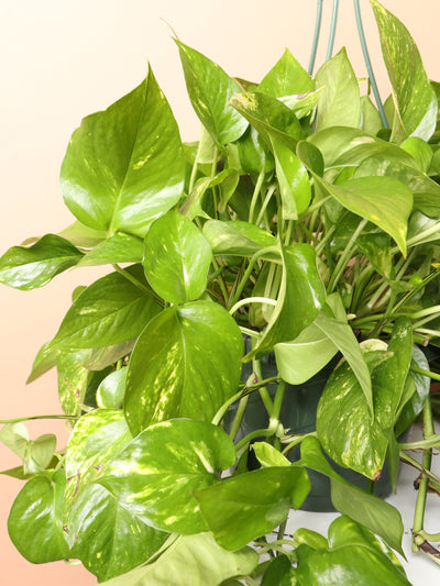 Hanging Pothos