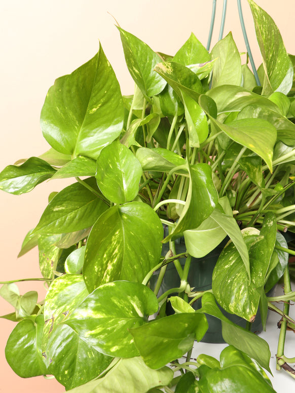 Hanging Pothos