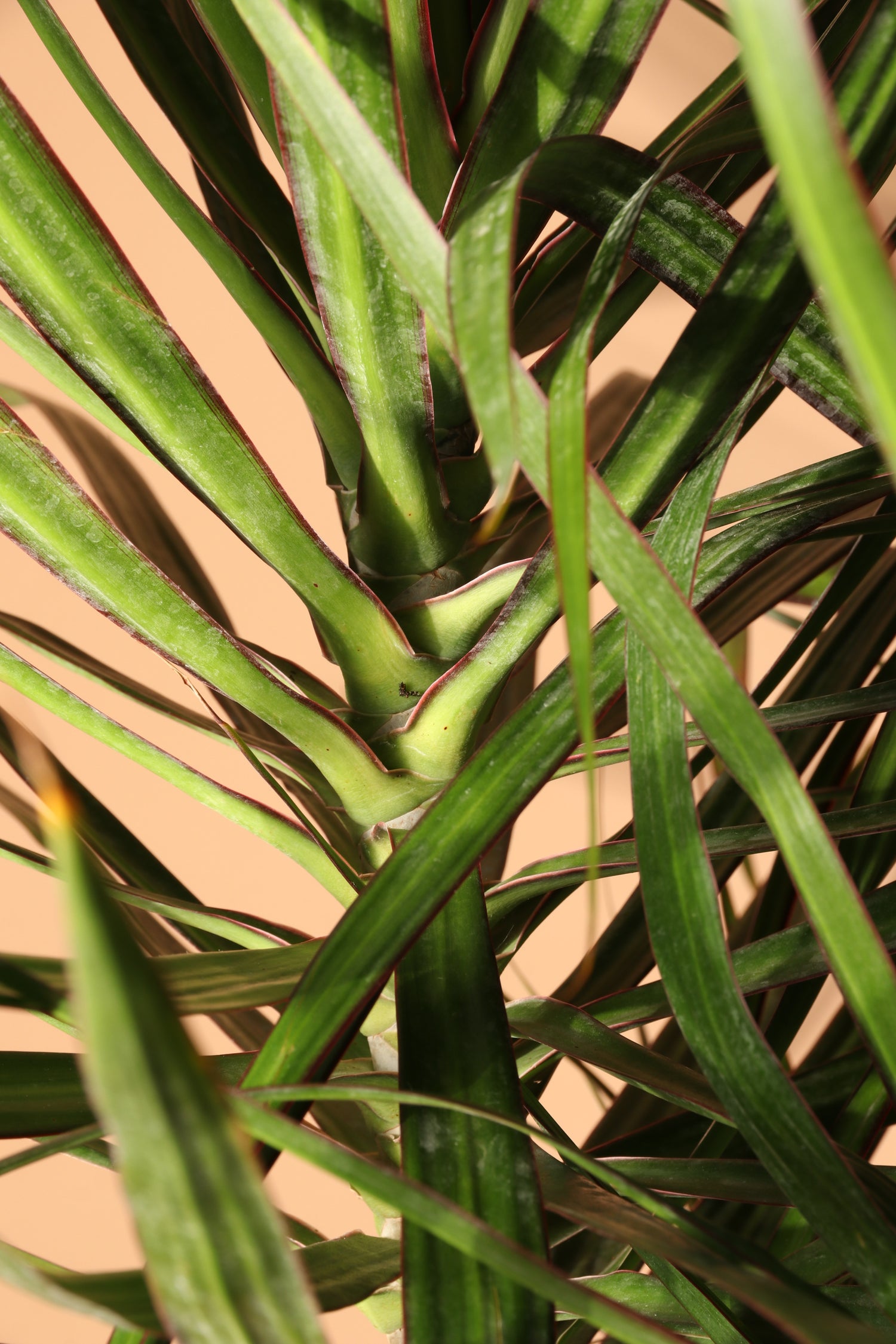 dracaena marginata leaves pointing down Buy Dracaena Marginata Online | Large Indoor Plant