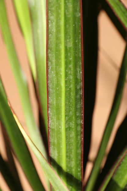 7-10FT Dracaena Marginata – Dahing Plants