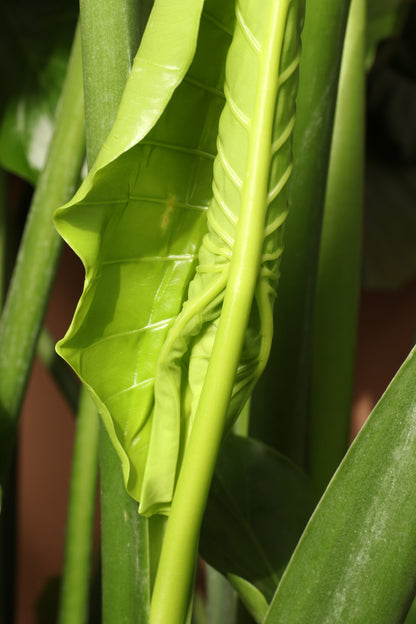 Full Size Alocasia &