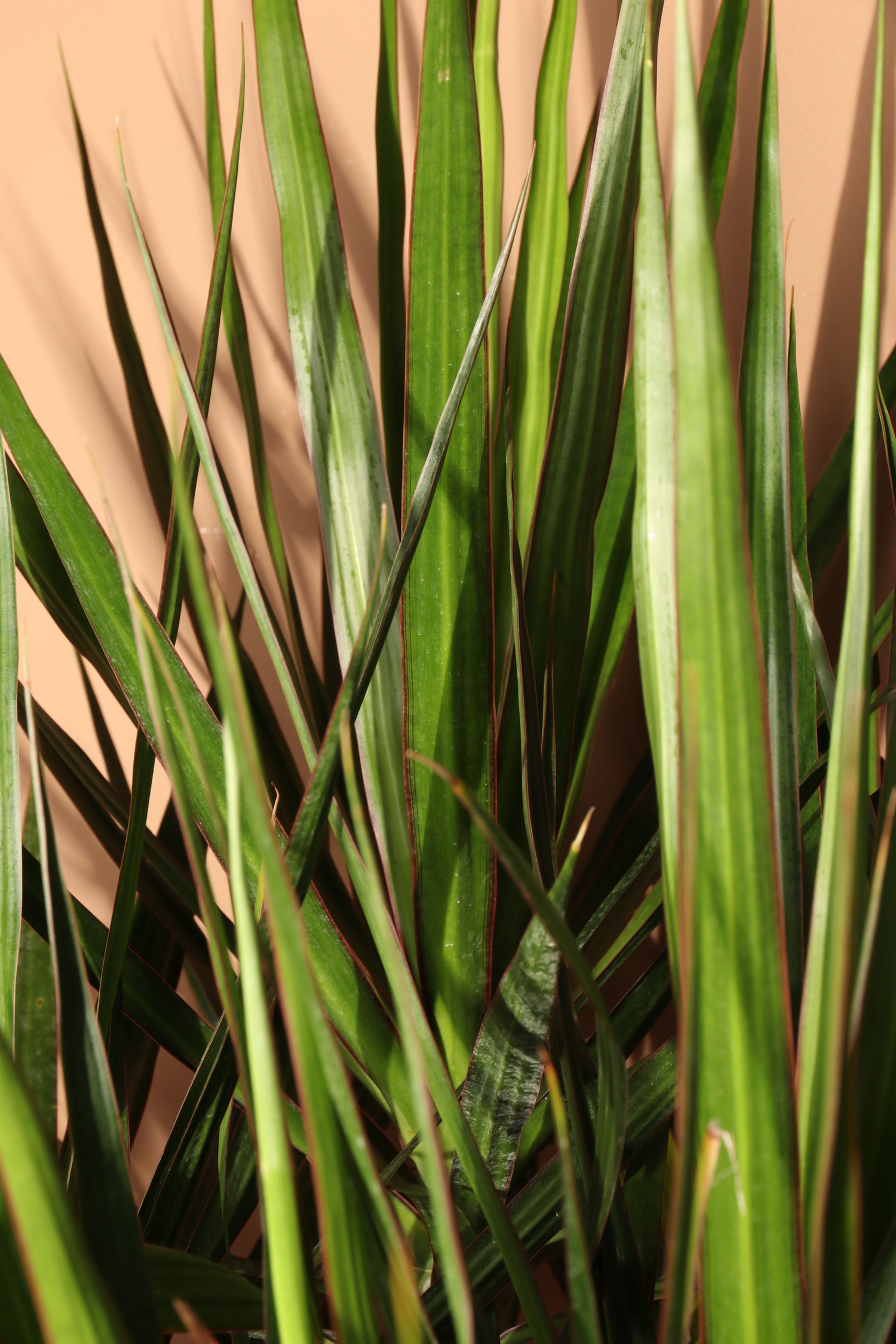 dracaena marginata brown leaf 6-8ft Dracaena Marginata Stump – Dahing Plants