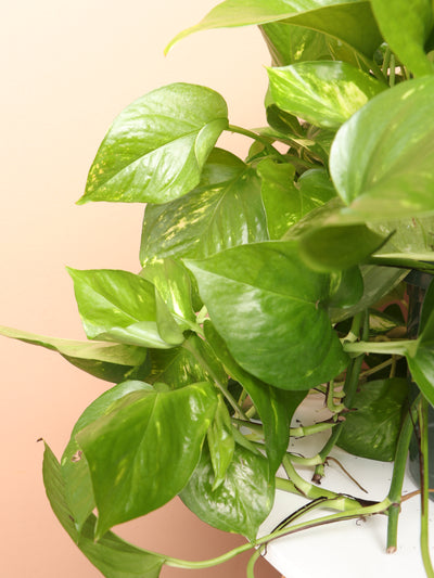 Hanging Pothos