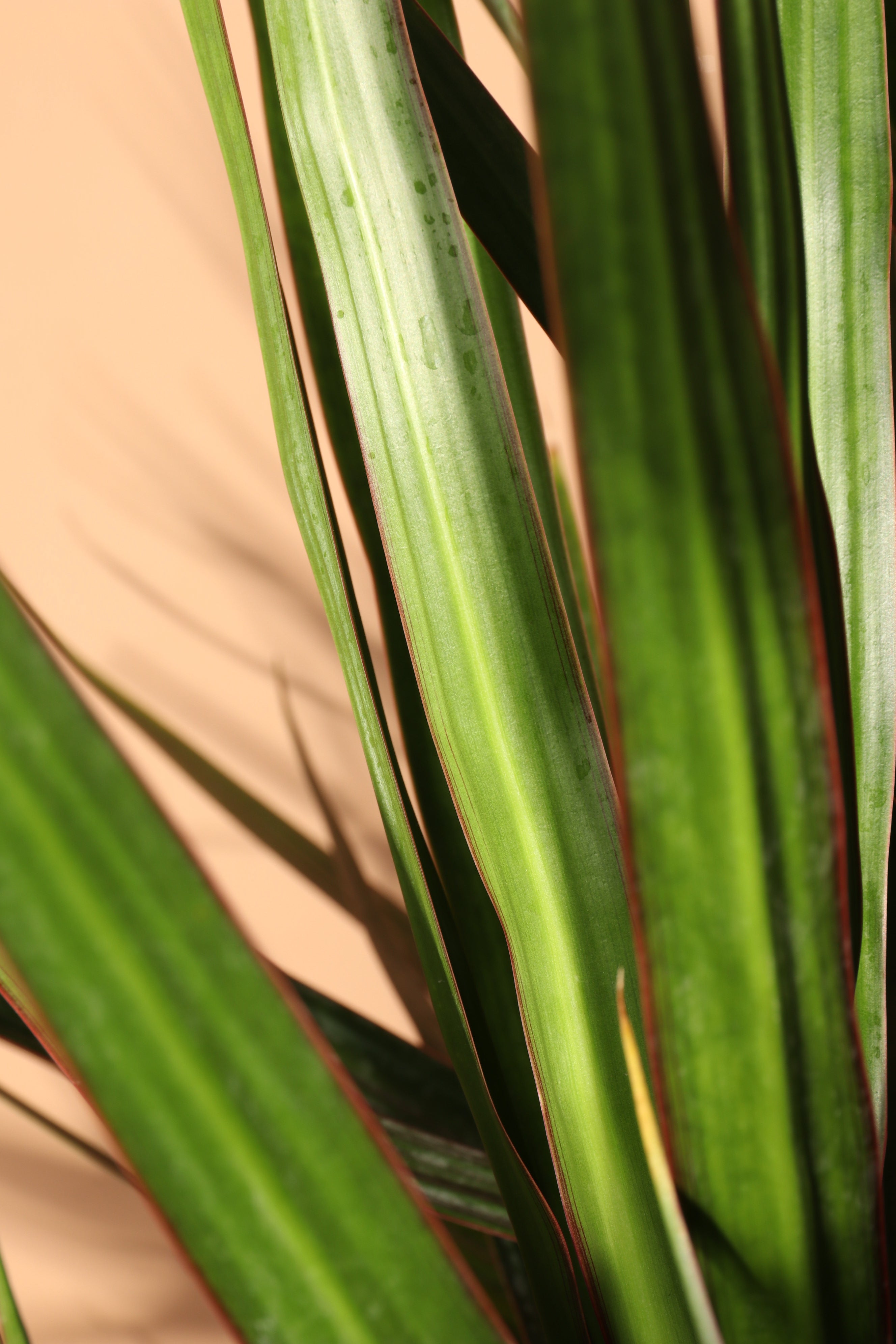 dracaena marginata yellow spots 6-8ft Dracaena Marginata Stump – Dahing Plants