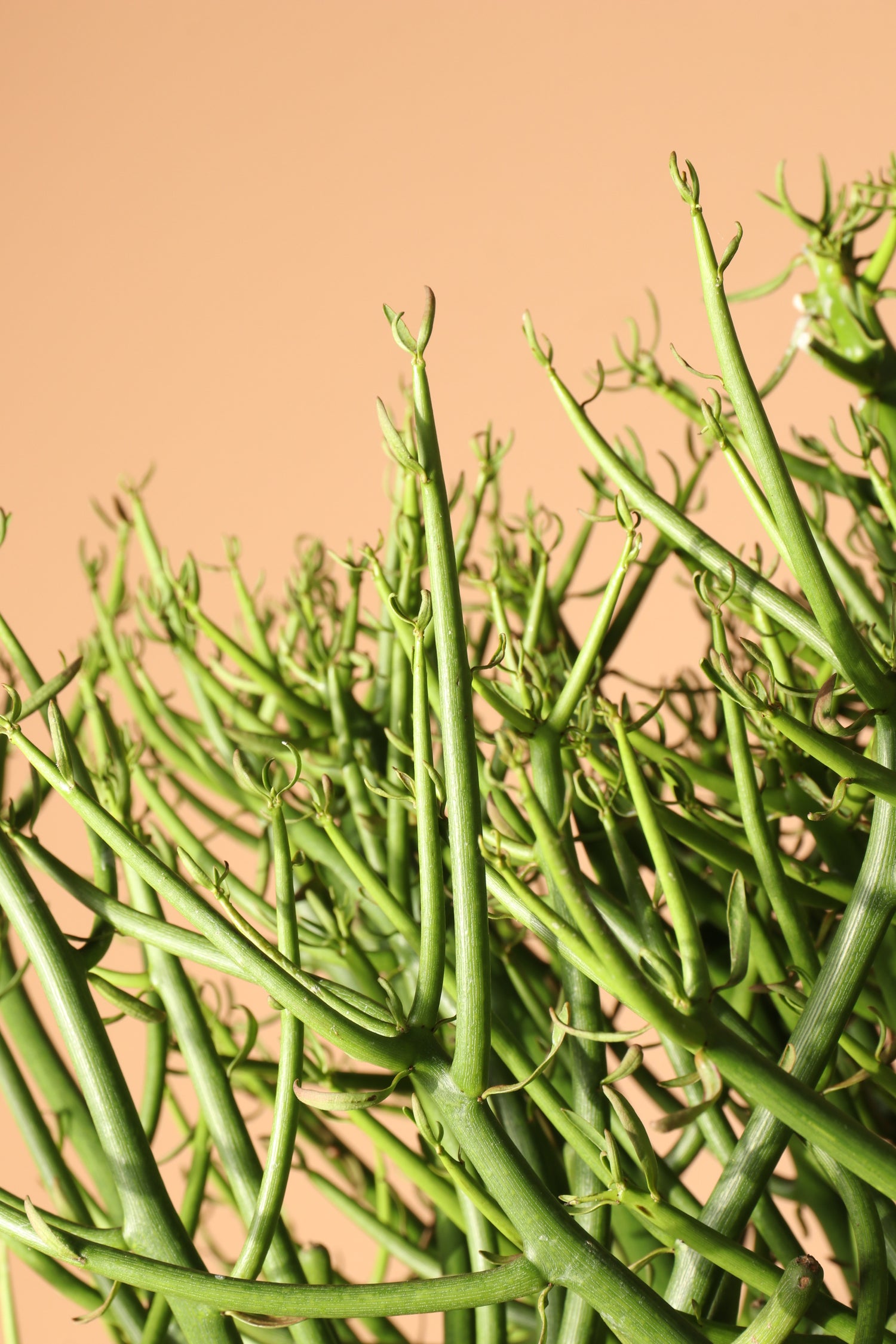 Full Size Pencil Cactus