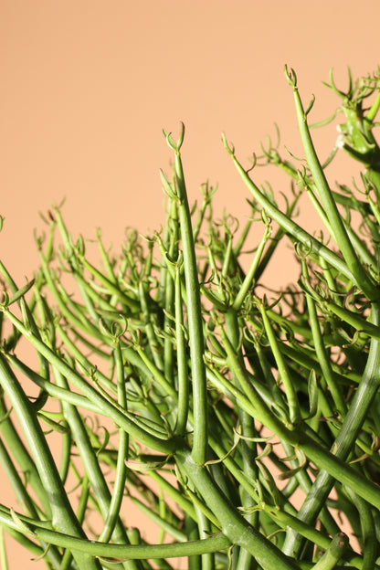 Full Size Pencil Cactus