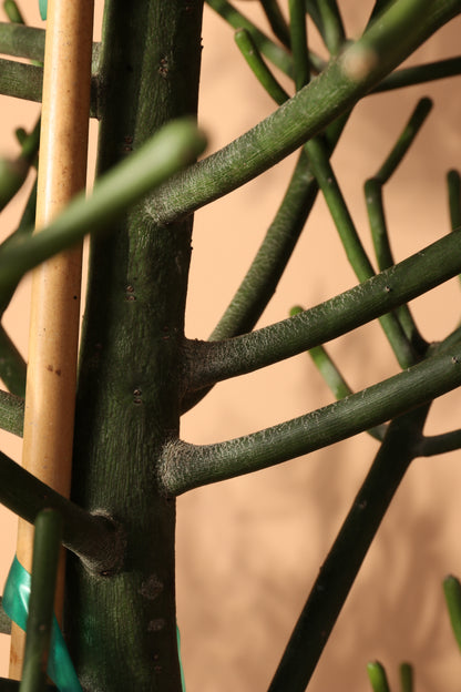 Full Size Pencil Cactus