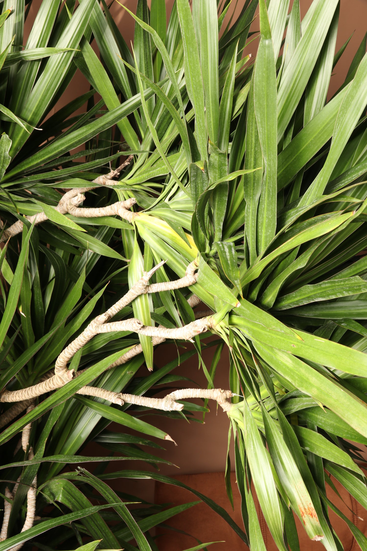 Dracaena, 10in, Tarzan Staggered