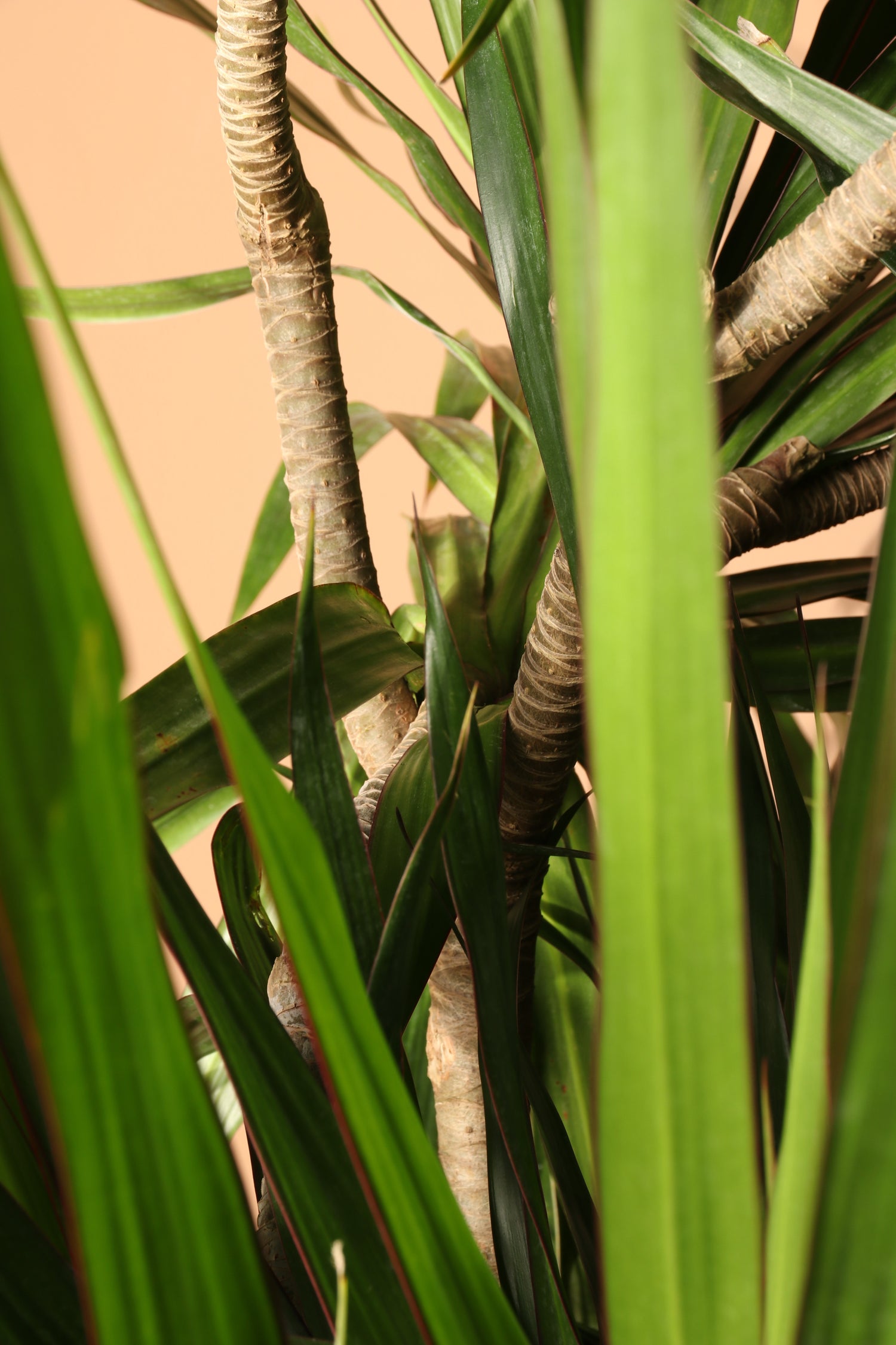 Dracaena, 10in, Tarzan Staggered